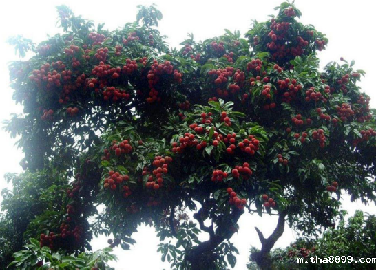 摘荔枝之新玩法, betway客户端下载助您安全”攀爬”