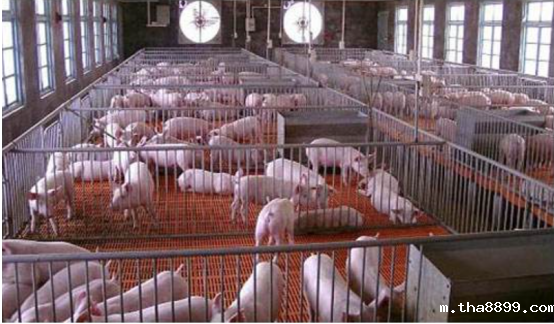 betway客户端下载投入生猪饲养市场猪舍环境控制板